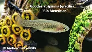 New Fish! Young Goodea atripinnis (gracilis) 
