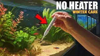 Without Heater Fish Care Kaise Karen | Fish Care in Winter