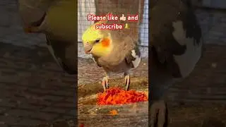How to making soft food for cockatiels bird 🥗👈🏿 #shorts #cockatiel #pets #viral #breeding