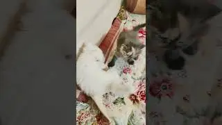 cat meowing to attract cats,  #cat​ #cutecates​ #kitten​ #cute​ #shorts​ #shorts​ #shotfeed​ #viral​