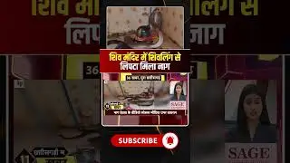 पेंड्रा के बचरवार गांव में शिवलिंग से लिपटा मिला नाग। #naagdevta #naagraj #cgnews #viralshorts