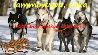 Lammintupa Ruka - poro ja huskyajelu