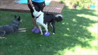 Puppy Class Lesson3 session3 Mafi Border Collie