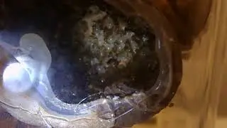 Ants update March 2020