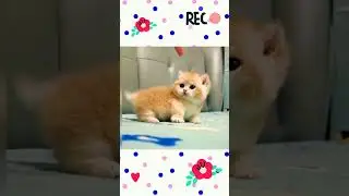 cute kitten action style funny cat baby video