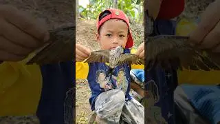 Menemukan burung walet