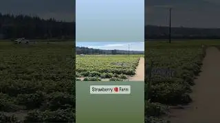 Strawberry 🍓 Farm #farming #strawberry #shorts #usa