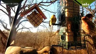 Relaxing Bird Feeder Footage (No Talking) &ndash; Nature Sounds Live