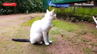 Cat Family Morning Vibes 🌞 | Naughty Kittens & Calm Mom | Meow Moments