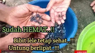 Cara pengiriman benih lele !!! Agar tetap aman, walau tanpa oksigen...