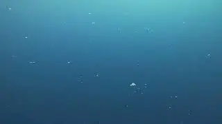 best tuna footage
