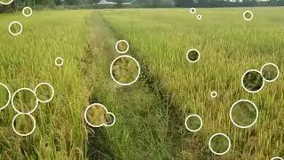 Đồng l&uacute;a nh&agrave; ngoại ch&iacute;n v&agrave;ng - Yellow rice paddy