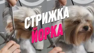 СТРИЖКА ЙОРКА / ГРУМИНГ ЙОРКШИРСКОГО ТЕРЬЕРА / Эпизод МАСТЕР-КЛАССА / GROOM SCHOOL