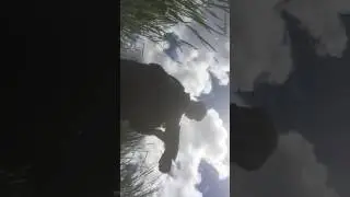Mudpike