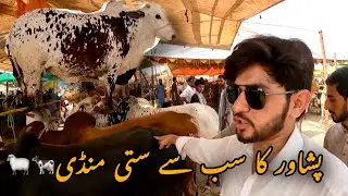 Peshawar Sarband Mandi 2022|Cow Mandi Peshawar 2022|