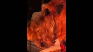 Talking Airedale