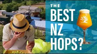 Are these the BEST New Zealand hops?