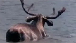 Gianclaudio Lopez, Splendore selvaggio: Animali del nord America di Fr&eacute;d&eacute;ric Rossif , Geo 1992