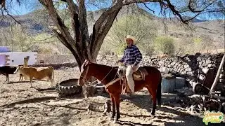 DON URIEL ROBLES | Palmitos | Valparaíso Zacatecas 2021