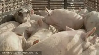 🐖 Pig Varah Farm. #Maharashtra large white yolkshire.#piggery