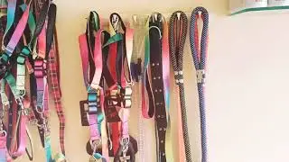 New pet Shop in nalaghar hp