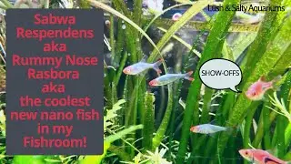 My newest Nano fish: the Stunning Rummy Nose Rasbora!