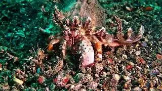 Critters of Lembeh & Bangka: Emperor shrimps, a Hermit crab and a swimming crab