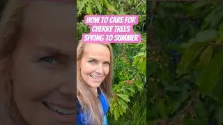 How to care for cherry trees spring - summer #cherrytree #cherries #fruittrees #growyourownfood #fyp