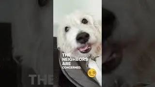 My nonstop #talkingdog #talkingdogs #funnydogs #talkingdogsyoutube #dogvideo