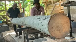 Mastering Precision Tips for Sawing Coconut Trees for the Best Beginner Experience