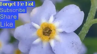 Forget Me Not (Explicit Content) partial cover