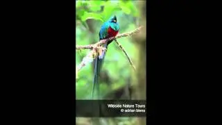Resplendent Quetzal