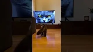 Black Cat Attacks TV After Seeing Angry Cat | Unexpected Feline Showdown #cats #funnycats #petvideos