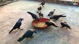 Crow Calls in Different Language | Crow bird sounds to attract Crows naturly, Crow Voice , P-96
