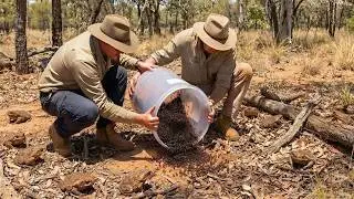 Australia Released Ants to Wipe Out 200 Million Cane Toads &ndash; And the Result Was Terrifying