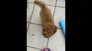 A Lil BTS hehe #gardening #garden #dog #puppy #energy #cute #funny #sunflower