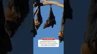 Guess how many species of BATS there are in Australia!