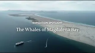 Киты залива Магдалена | В центре внимания экспедиции | Экспедиции Линдблада