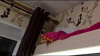 Белка пытается восстановить разрушенный дом...! 😳 Squirrel tries to fix the house