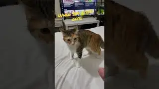 Funny Cat | Cat Attacks | #catlover #shorts