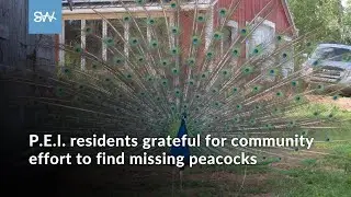 P.E.I. residents grateful for community effort to find missing peacocks | SaltWire