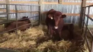 Bieber Calving Barn - Part 1