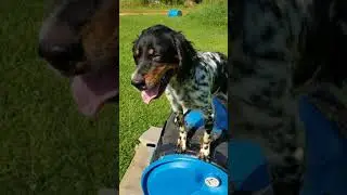 Ella - First Time to Retrieve - The Barrel is for Place of Orientation to Retrieve  07 04 21
