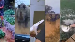 Extremely close encounters with wild animals