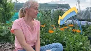 NAGIETEK- NATURALNY LEK NA RANY I DETOKS🌼