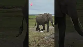 Mind-Blowing Elephant Facts! 🐘 Fun for Kids & Animal Lovers | Why Elephants Are Amazing!