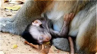 How Sleepy baby monkey Vienna like this! | Monkey Violet is very hungry