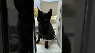 This black cat hits me to see Gini... #cat
