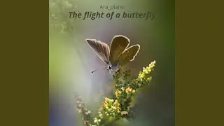 The flight of a butterfly