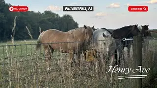 Unexpected Encounter: Horse on Henry Ave, Philadelphia PA | Urban Adventure | July 5th, 2024 4K